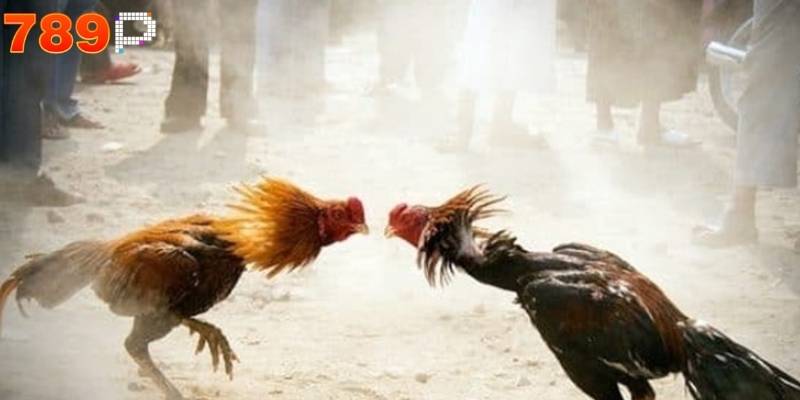 Đá gà 789P truyền thống giữ nguyên cảm giác kịch tính