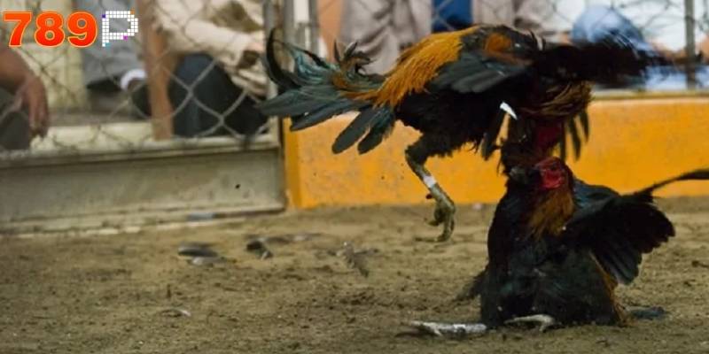 Người chơi đăng nhập vào tài khoản và chọn mục đá gà để tham gia