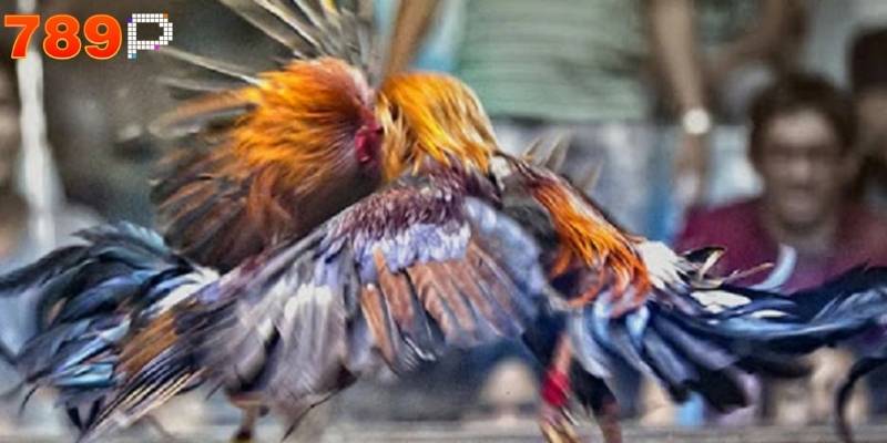 Người chơi được tham gia sảnh cược vô cùng sắc nét mang lại sự chân thực